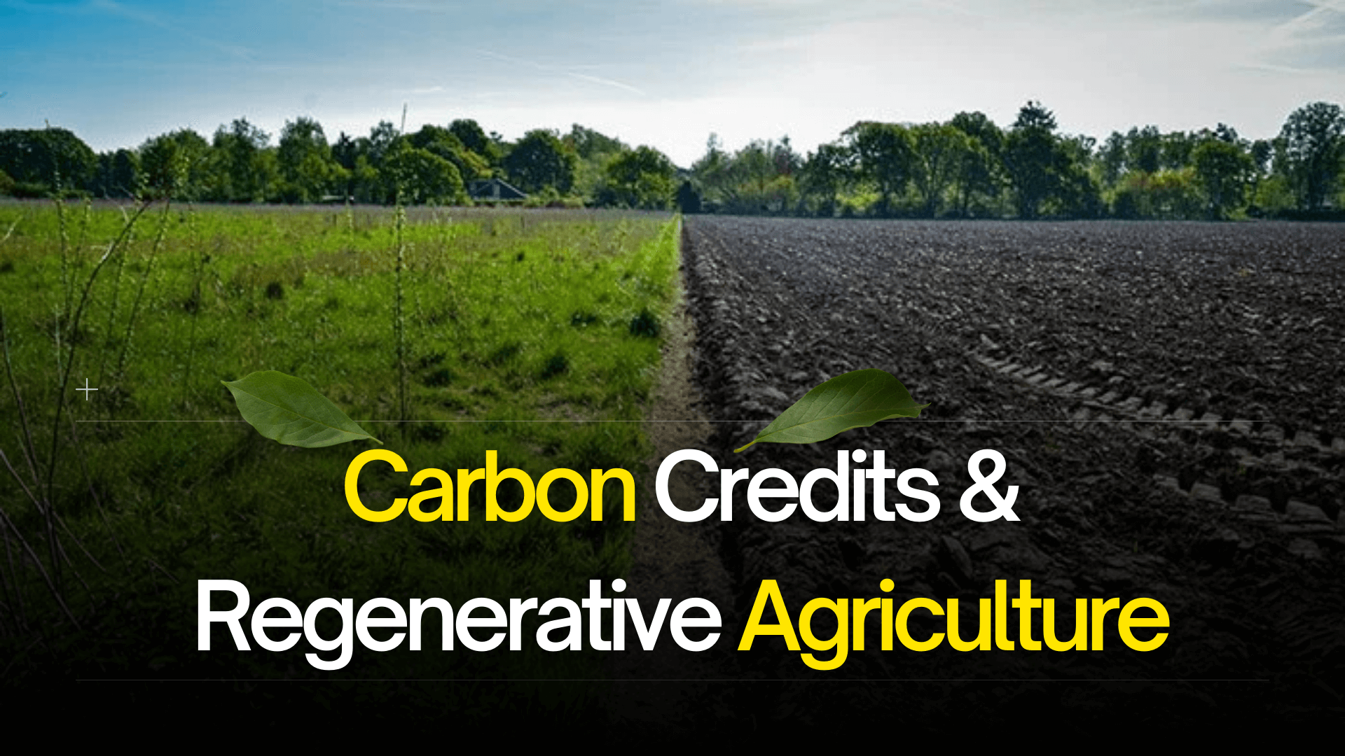 Carbon Credits & Regenerative Agriculture